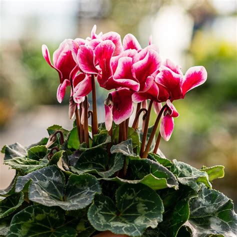 How To Care For Cyclamen Plants