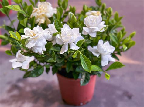 How To Care For Gardenias
