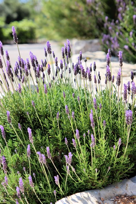 How To Care For Lavender Plants
