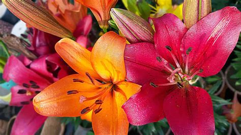 How To Care For Lilies