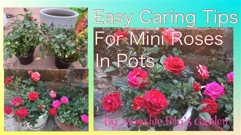 How To Care For Mini Roses