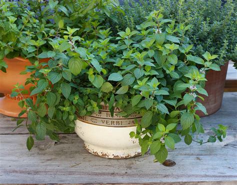 How To Care For Mint