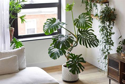 How To Care For Monstera