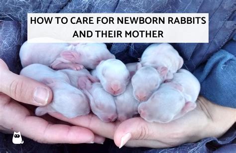 How To Care For Newborn Bunnies