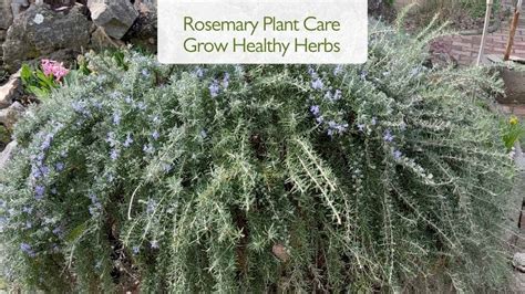 How To Care For Rosemary