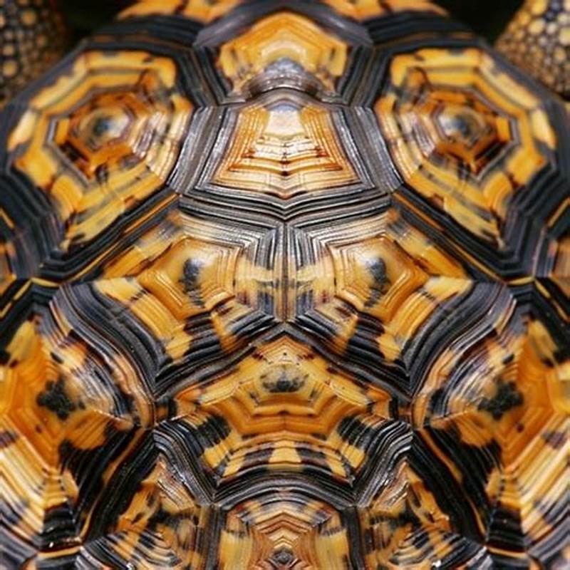 How To Paint Tortoise Shell Pattern