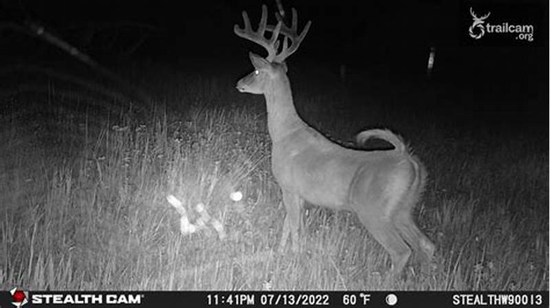 How To Pattern Deer With Trail Camera