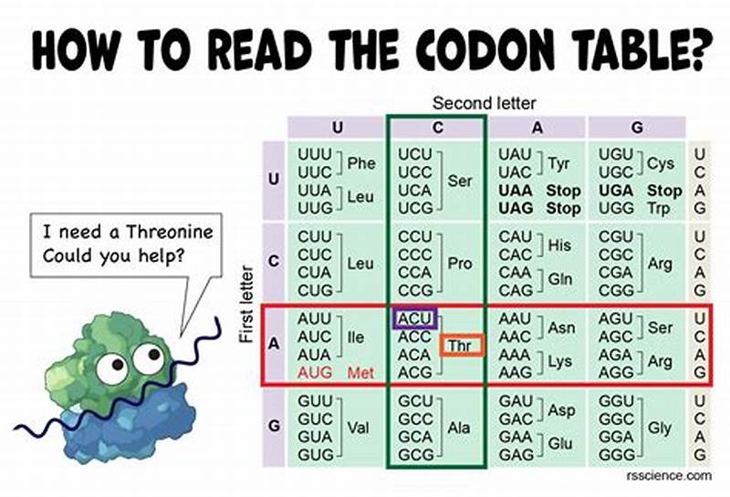 How To Read Mrna Codon Chart