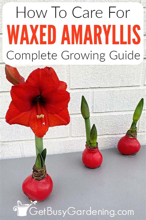 How To Take Care Of Amaryllis