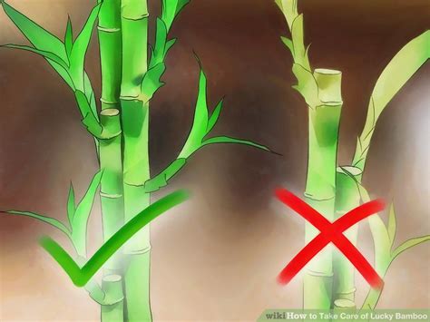 How To Take Care Of Bamboo
