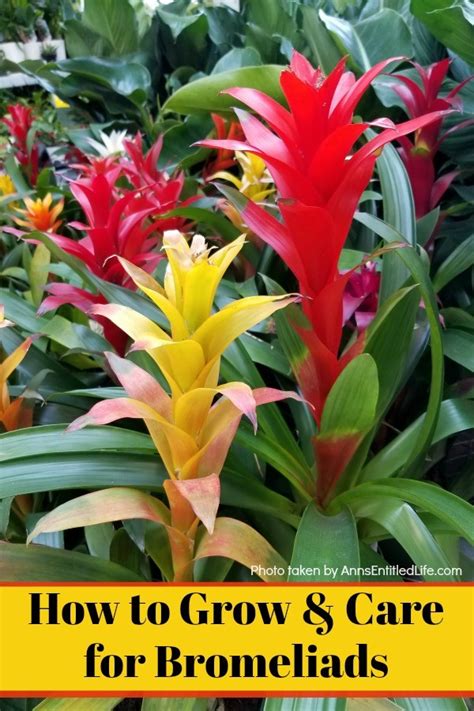 How To Take Care Of Bromeliads