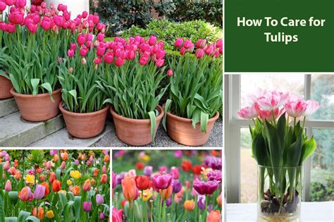 How To Take Care Of Tulip