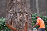 How to Cut Down a Very Small Tree Leaning Alot