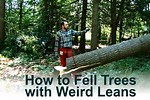 How to Fell a Leaning Tree