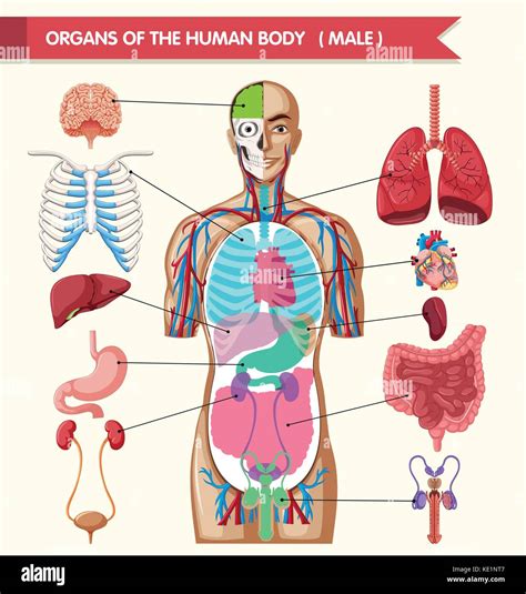 Human Body Organs Chart