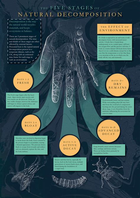 Human Decomposition Chart