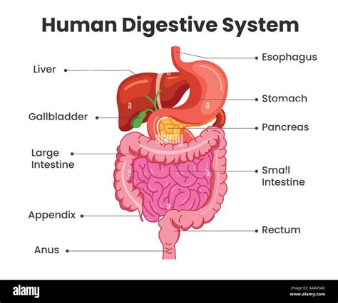 Human Digestive System Chart