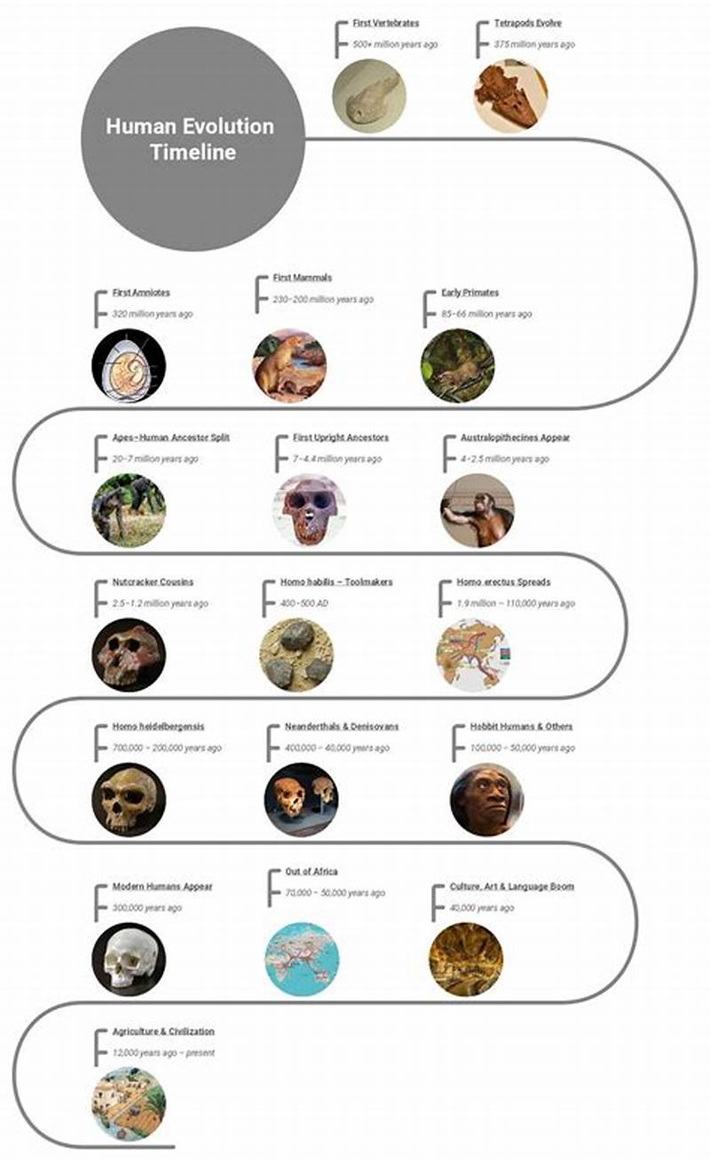 Human Evolution Chart With Names