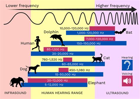 Human Hearing Frequency Chart