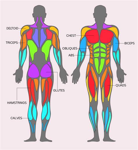 Human Muscle Chart