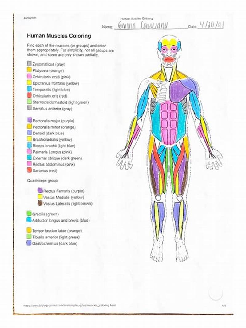 Human Muscles Coloring Answer Key