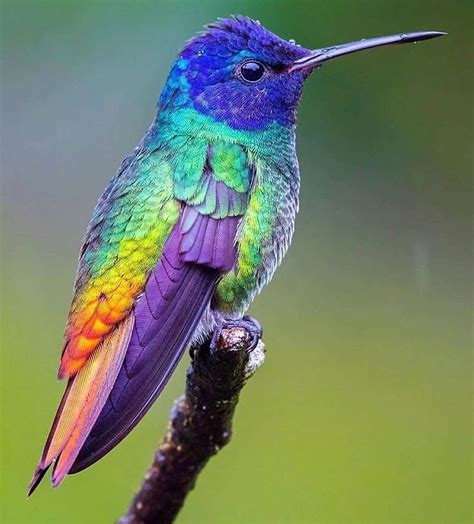 Bird Colors