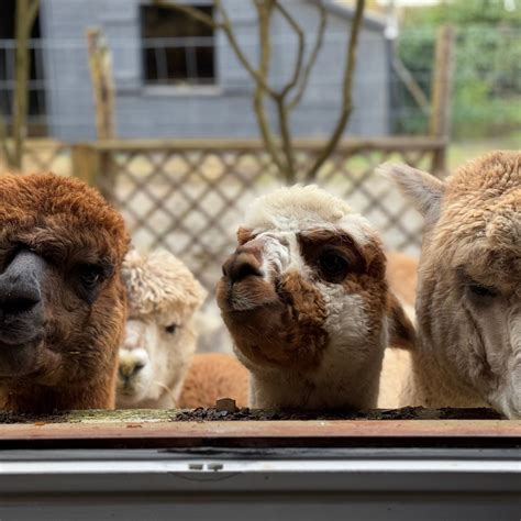 Humpaga à Saint-Gildas-de-Rhuys