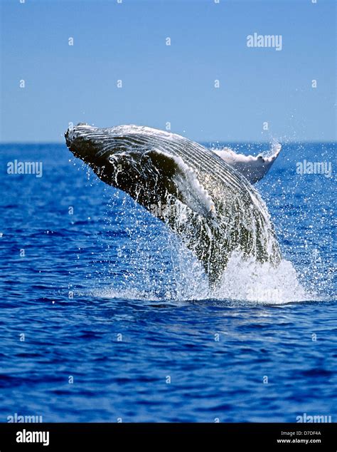 Humpback Whale Breac… 