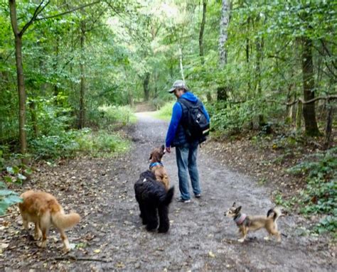 Hundeausführservice Dogs in Nature, Dogwalking in Berlin