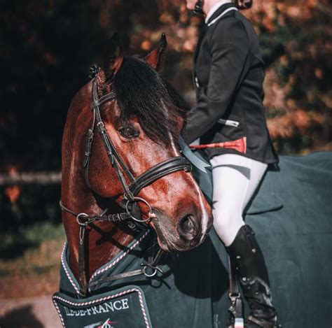 Hunerfurst Marlene à Gap