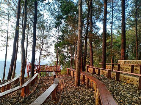 Hutan Pinus