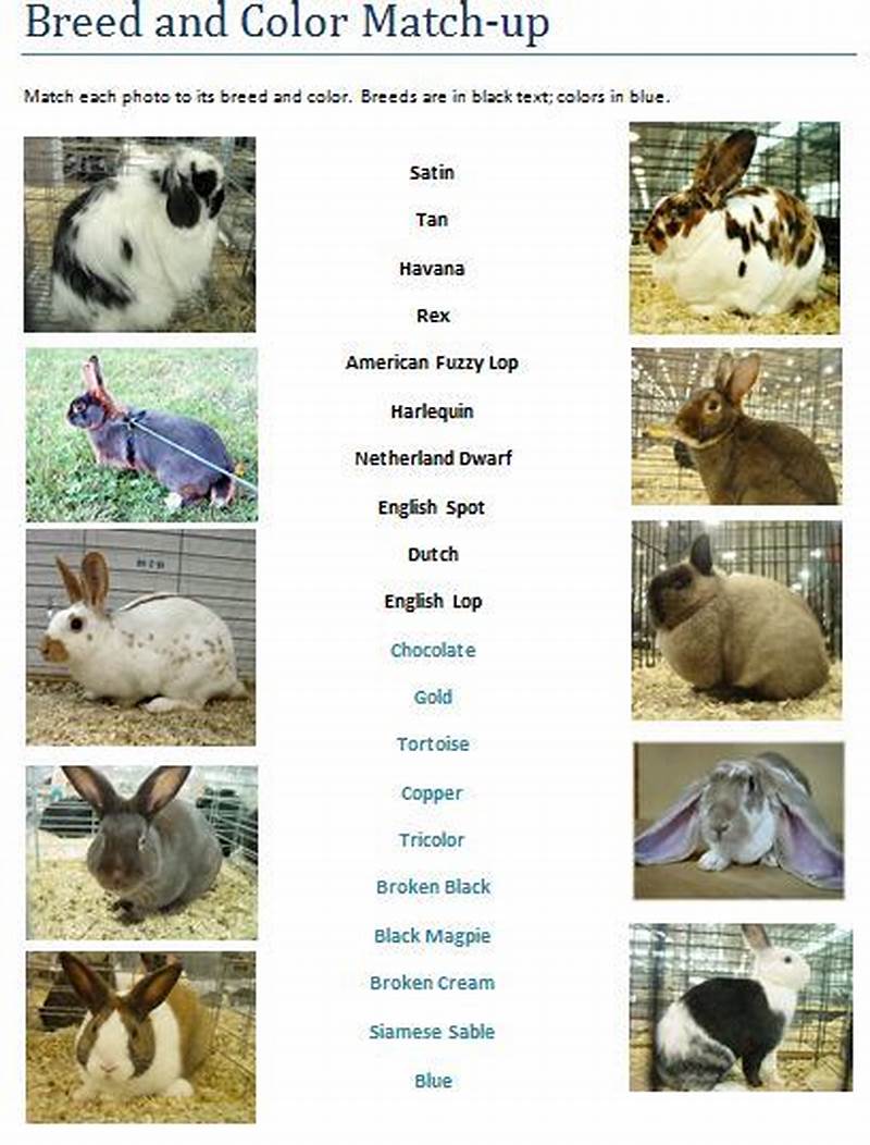 Identification Rabbit Color Chart