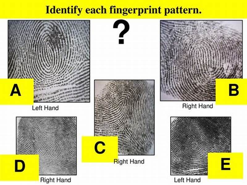 Identify Each Fingerprint Pattern Answer Key