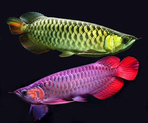 Ikan Arwana Kecil Indonesia