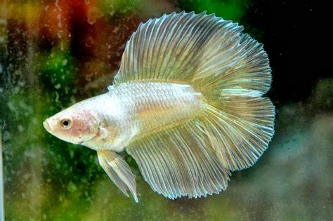 Ikan Cupang Double Tail