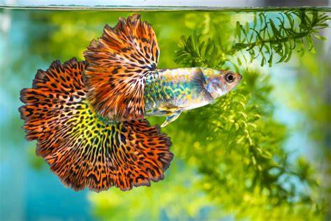 Ikan Guppy