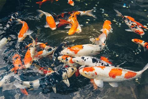 Ikan Koi