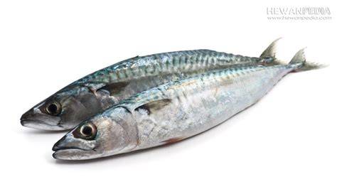 Ikan Sarden