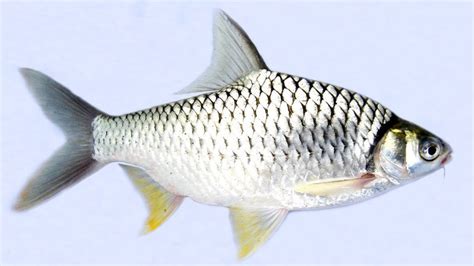 Ikan Tawes Hitam Putih Indonesia