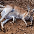 Image of Kangaroo Pouch