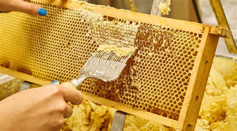 Imkerei Bien - Bio Honig aus Berlin