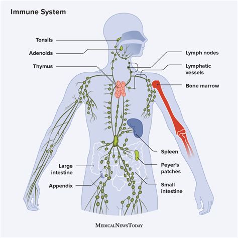 download Immune System And Function, A Simple Guide And Related Conditions