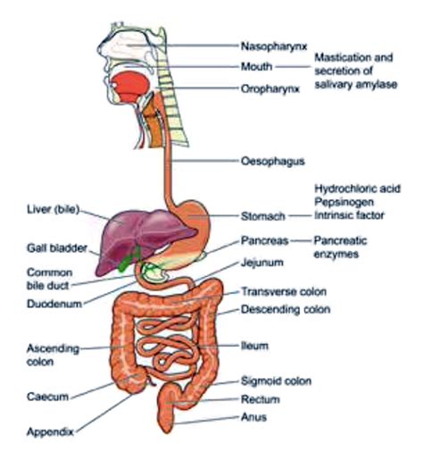 Improved Digestion and Bowel Function