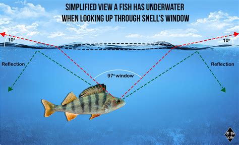 Improved visibility of fish in the water