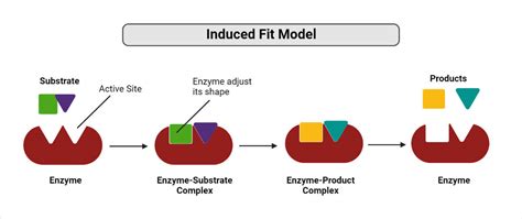 Fit Model Enzymes