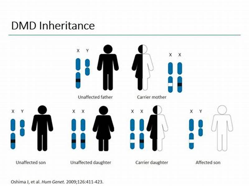 Inheritance Pattern Of Dmd