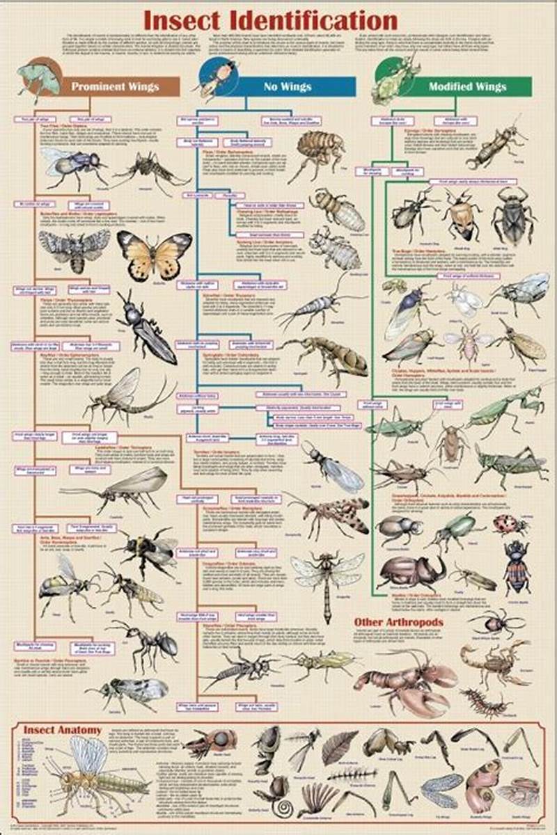 Insect Classification Chart