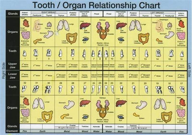 Interactive Tooth Meridian Chart