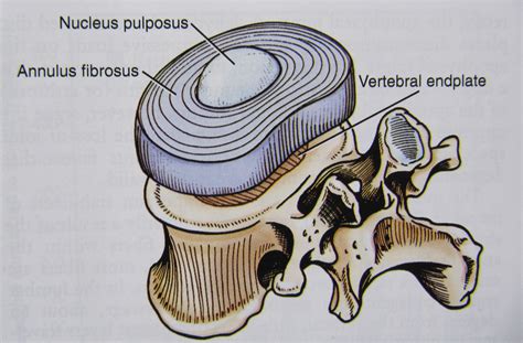 Cartilage Endplate