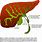 Intrahepatic Biliary Ducts